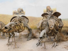 La Plata, Musée, squelettes de mammifères du début du quaternaire