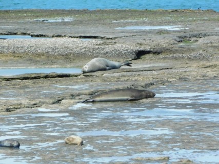 Péninsule de Valdès, Punta Delgada, colonie de lions de mer