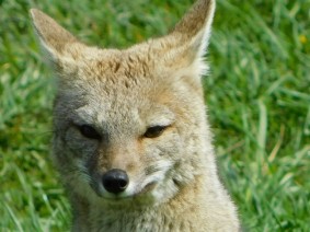 Excursion au Parc Torres del Paine, rencontre surprenante avec un renard pas sauvage du tout (dans le camping)