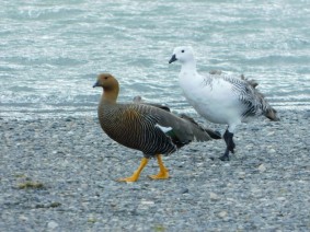 Excursion au Parc Torres del Paine, Lago Grey, couple de volatiles (on en voit beaucoup, ils vont toujours par deux, et le plus surprenant, c'est la différence totale d'apparence entre le mâle et la femelle)