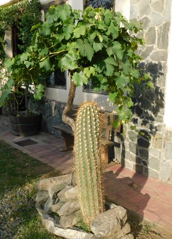 Cafayate, Bodega Nanni, quand la vigne côtoie le cactus !