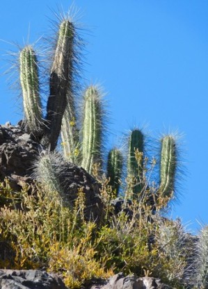 Vallée de l'Elqui - Barrage, cactus