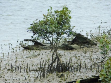 Whangarei, Town bassin, mangrove