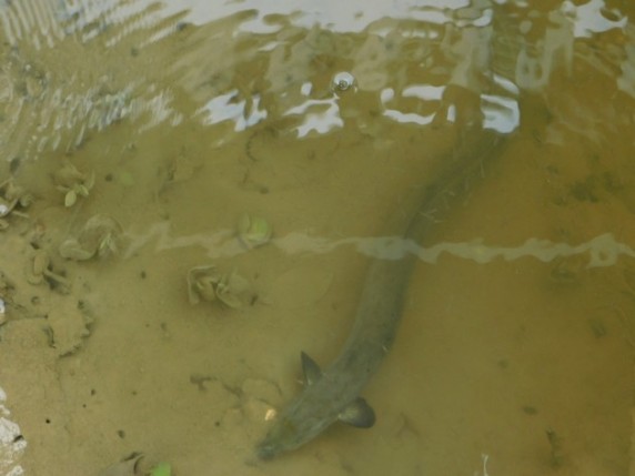 Waimahanga Track, anguille dans la mangrove
