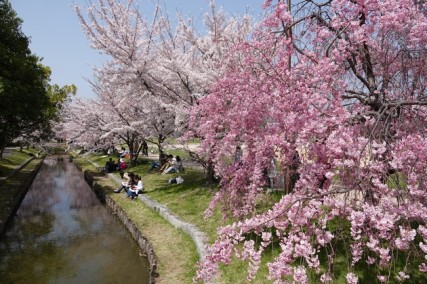 Hiroshima - Pique-nique géant pour fêter l'arrivée du printemps !Hiroshima - Pique-nique géant pour fêter l'arrivée du printemps !
