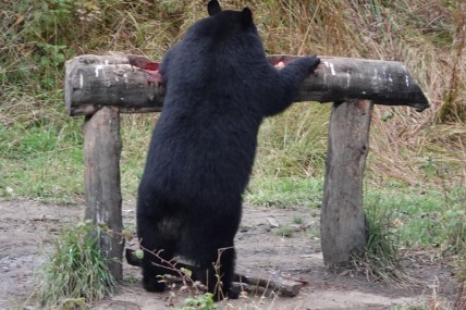 Sacré-Cœur - Domaine de nos Ancêtres - Observation de l'ours noir en milieu naturel