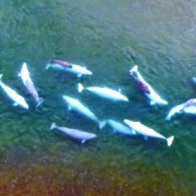 Tadoussac - Centre d'Interprétation des Mammifères marins - Photo extraite de la vidéo - Les bélugas adultes sont blancs tandis que les jeunes sont gris