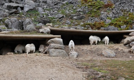 Parc Oméga - Chèvres des Rocheuses