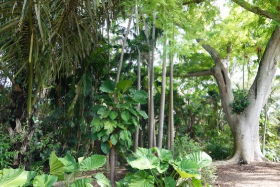 Miami - Fairchild Tropical Botanical Garden