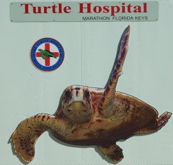 Turtle Hospital