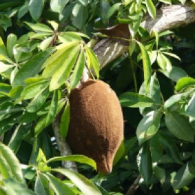 Miami - Fruit & Spice Park - Guyana chestnut