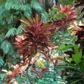 Sarasota - Marie Selby Botanical Gardens