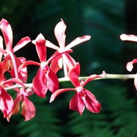 Sarasota - Marie Selby Botanical Gardens - Serre aux orchidées
