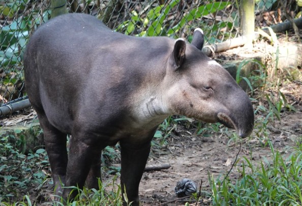 Palenque - Ecoparque Aluxes - Tapir