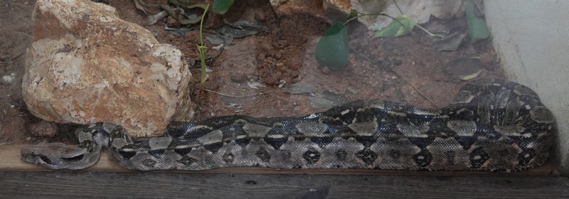 Belize Zoo - Boa constrictor