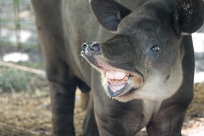 Belize Zoo - Tapir