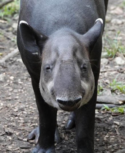Belize Zoo - Tapir