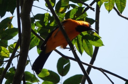 Copan - Macaw Mountain Bird Park - Altamira Oriole
