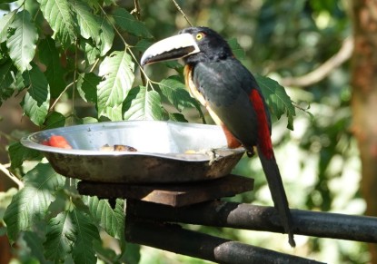 Copan - Macaw Mountain Bird Park - Toucan