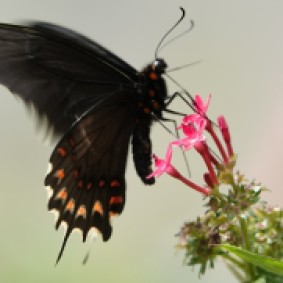 Reserva Natural Atitlan - Serre aux papillons