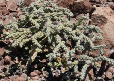 Plage de Balandra, côté ouest - Cactus