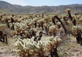 Joshua Tree National Park -Cholla Cactus Garden