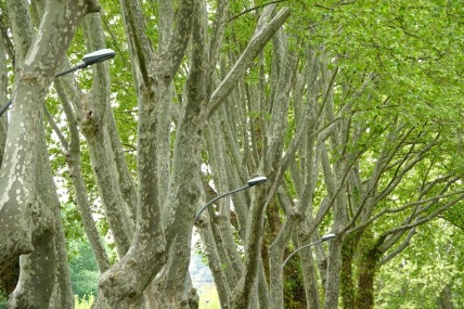 Avignon - Balade dans le camping - On a vraiment l'impression que les lampadaires sortent des arbres !